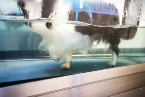 Border Collie on a hydrotherapy treadmill