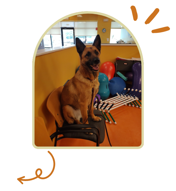 A cheerful dog perched on a chair