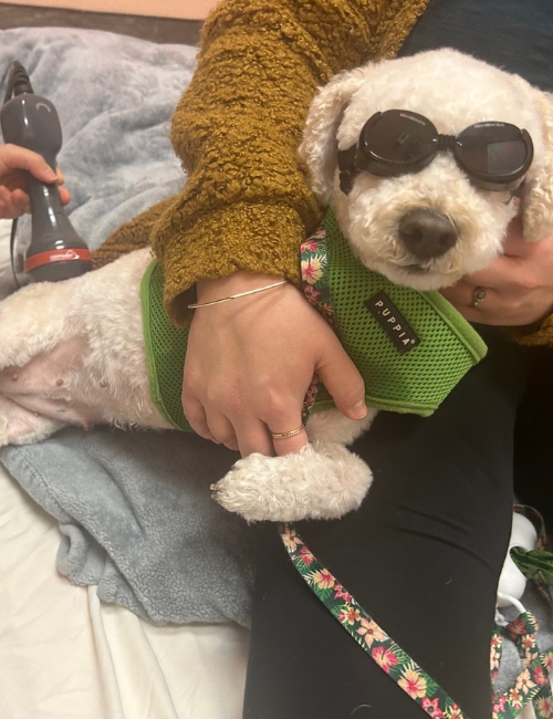 A white dog sporting sunglasses and a green vest