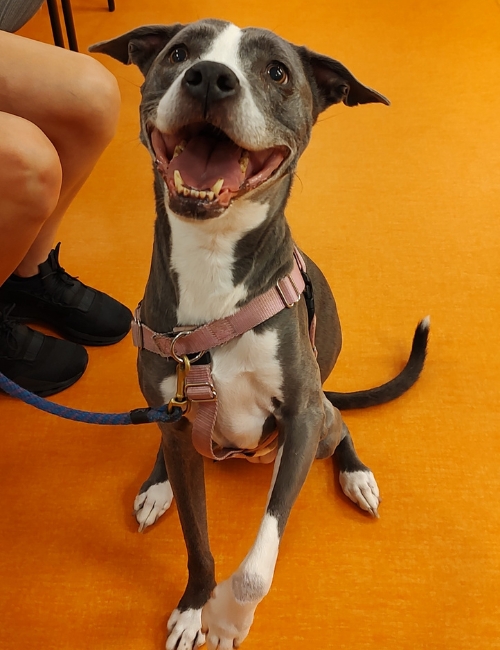 A dog sits on an orange floor