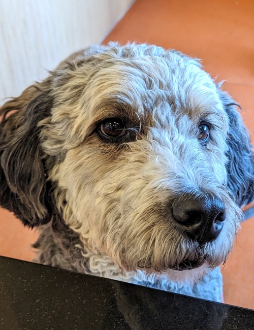 A long-haired dog seated on a floor