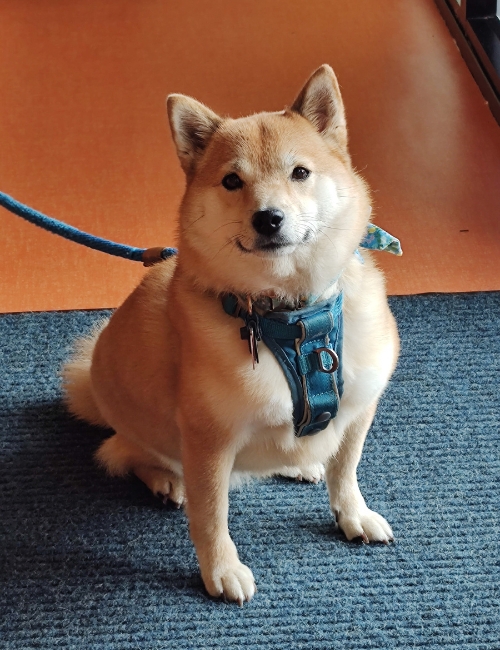 A dog in a blue harness sits calmly on the floor