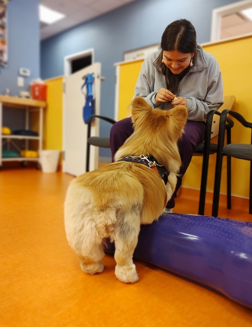 A woman is seen petting a dog in a vet office