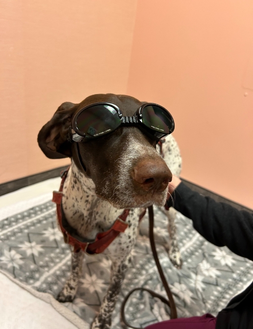 A dog wearing sunglasses