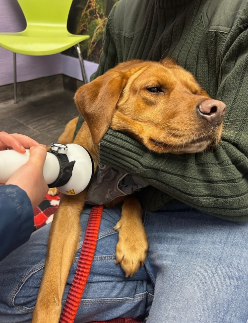 A dog is receiving a thorough examination