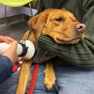 A dog is receiving a thorough examination