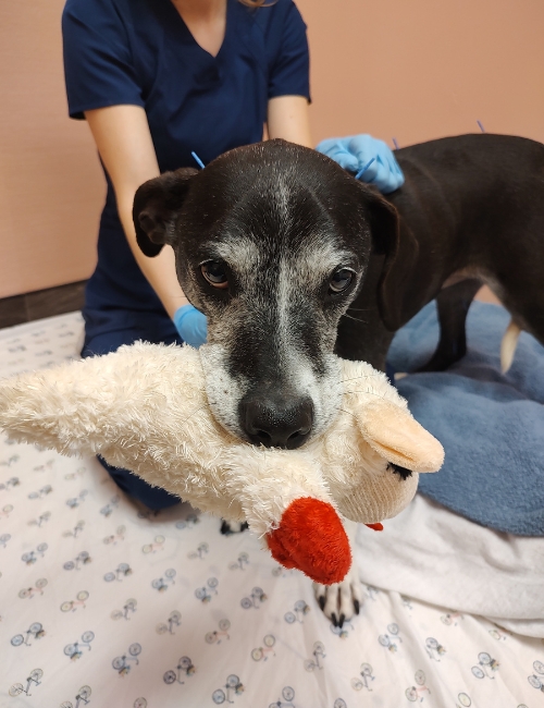 A dog proudly carries a doll in its mouth