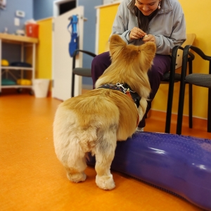 A woman is seen petting a dog in a vet office