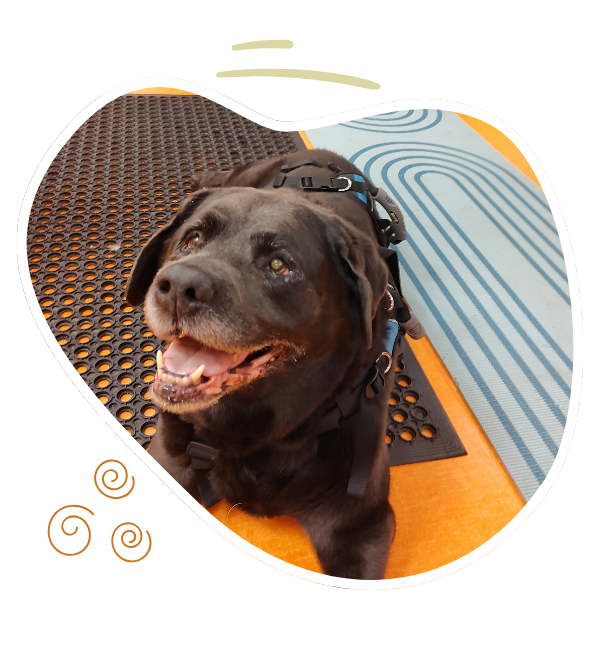 A smiling black dog rests on a mat