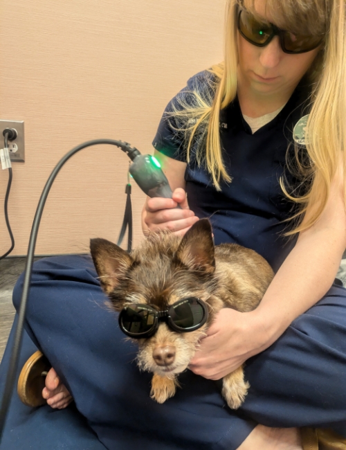 The woman is giving the dog shock therapy