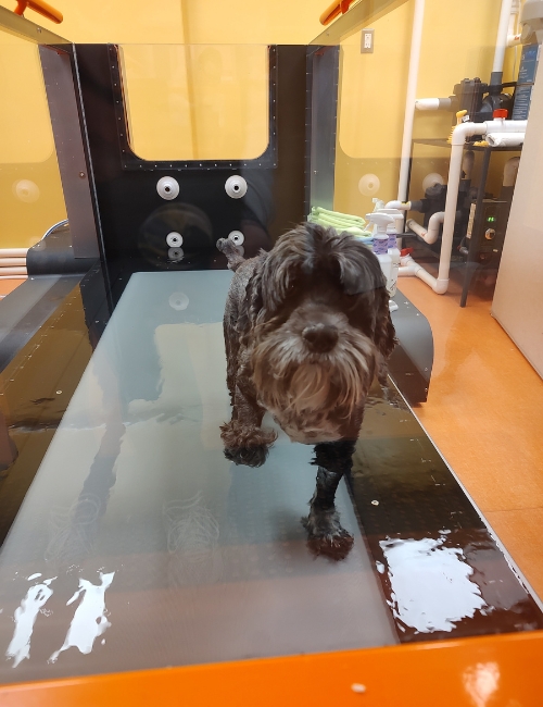 A dog stands on a glass table in a well-lit room