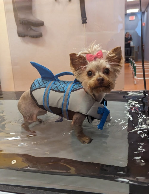 A small dog wearing a bright life jacket