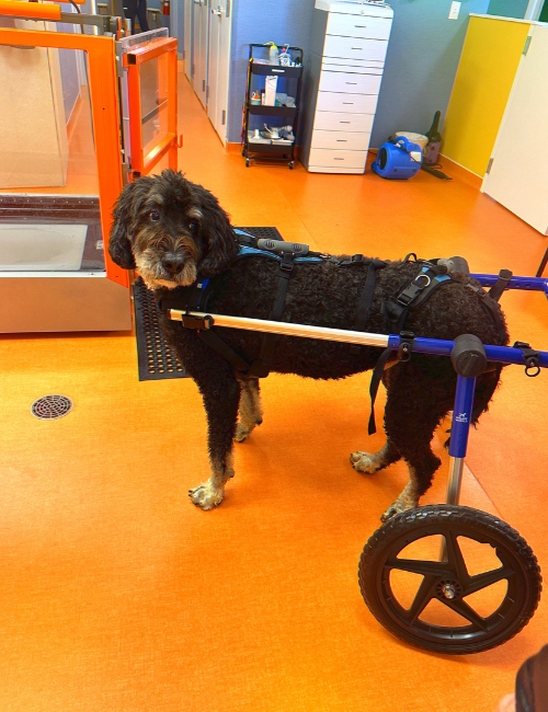 A determined dog in a wheelchair