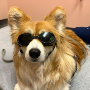 A dog wearing stylish sunglasses