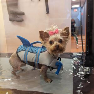 a dog walking in water tank