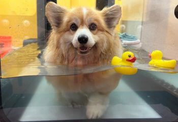 a dog walking under water