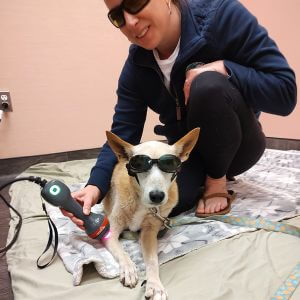 a vet doing Laser Therapy to dog