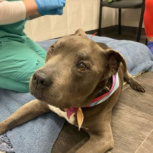 dog taking Acupuncture