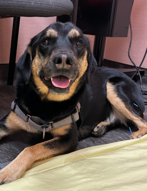 A dog comfortably resting on a floor