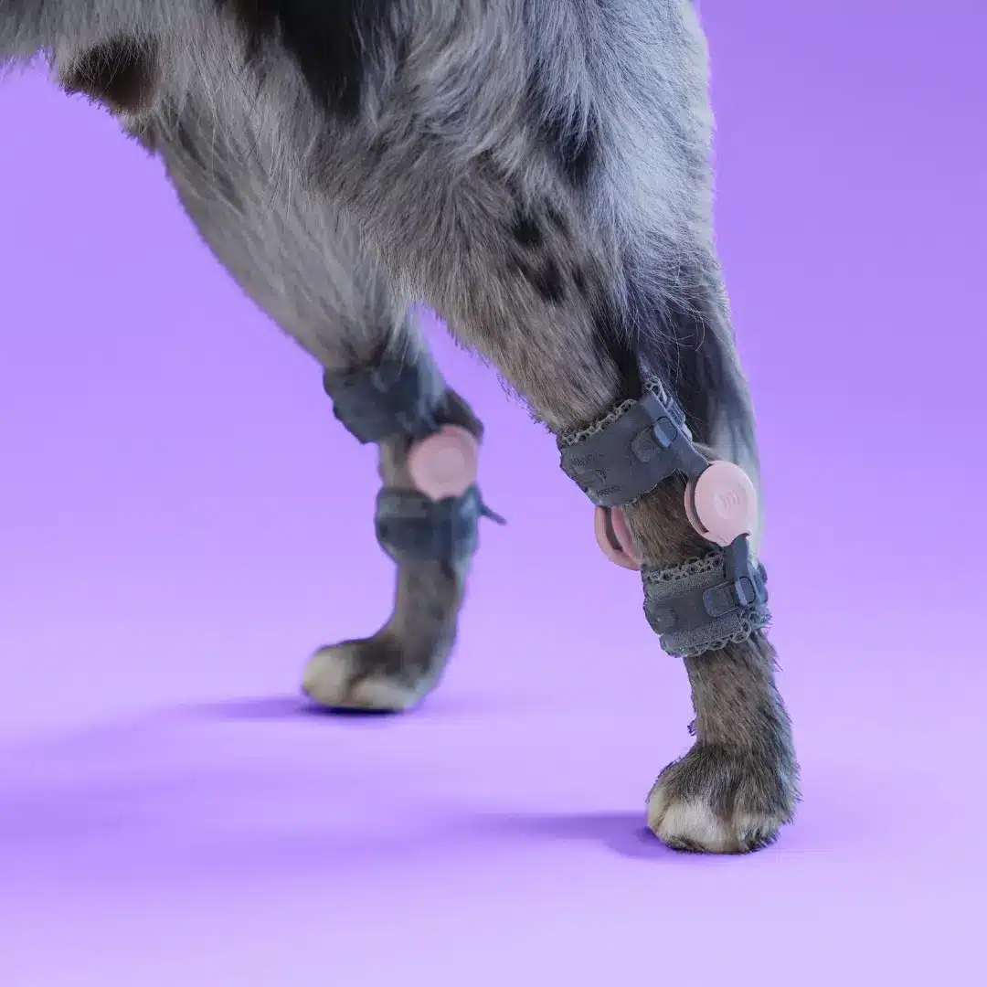 A dog wearing stylish sunglasses