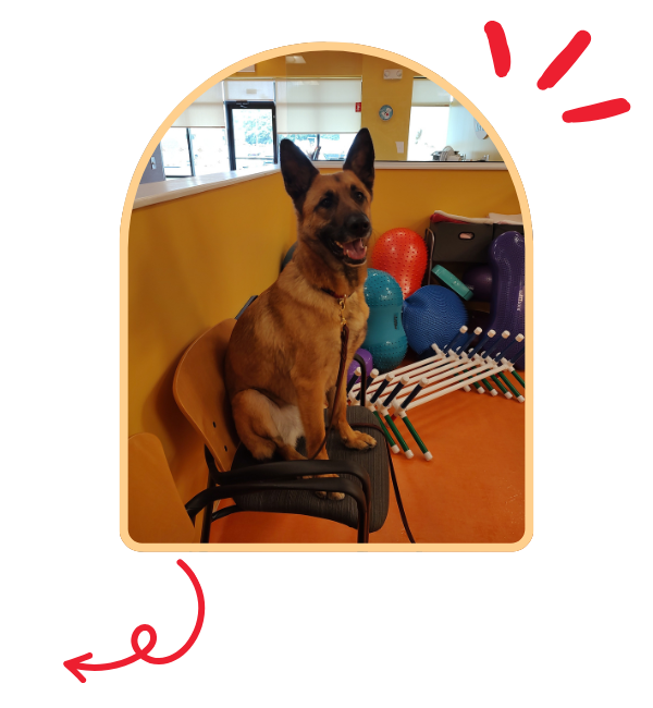 A dog sitting on a chair