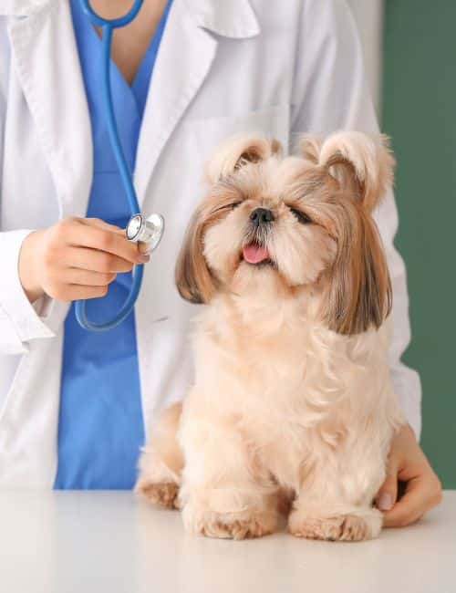 A veterinarian examines a dog on an examination table
