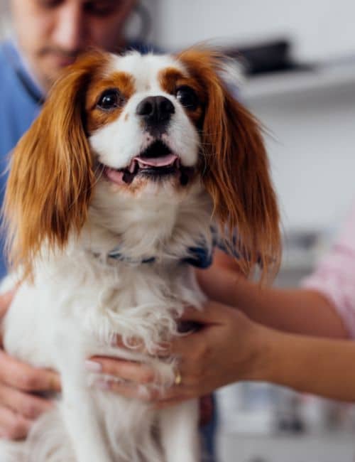 A veterinarian examines a dog