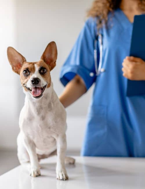 A woman in blue scrubs holds a dog