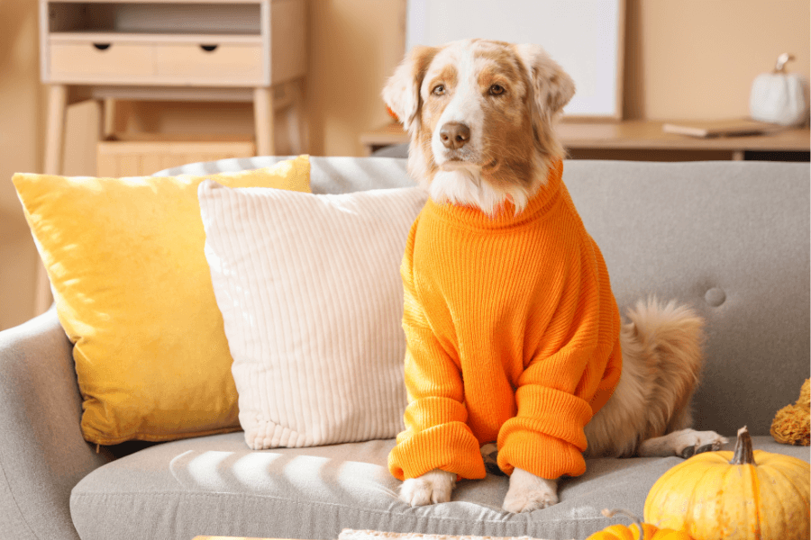 A dog sits on couch wearing sweater
