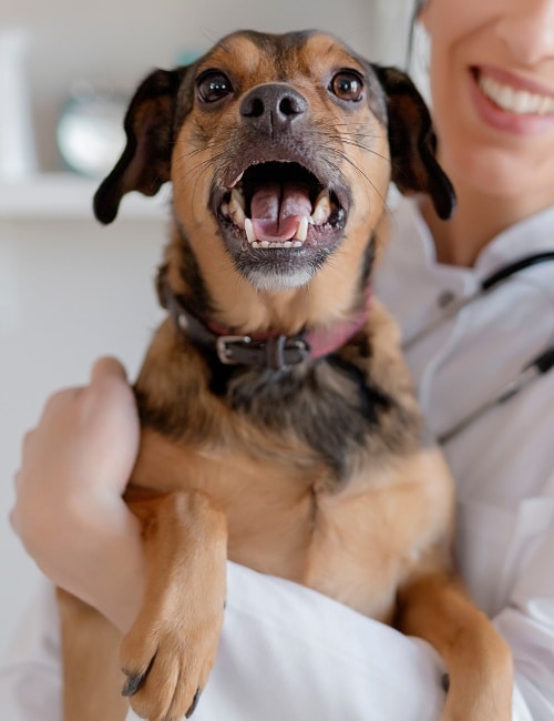 vet holds a dog